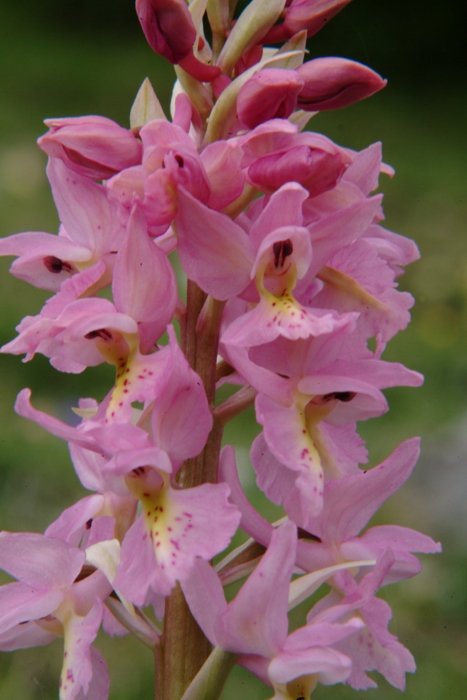 Orchis x colemanii (ibrido: Or. mascula x Or. pauciflora)